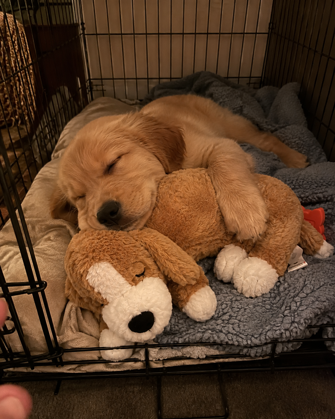 Golden retriever puppy asleep in a crate cuddling the CloseBy puppy plush