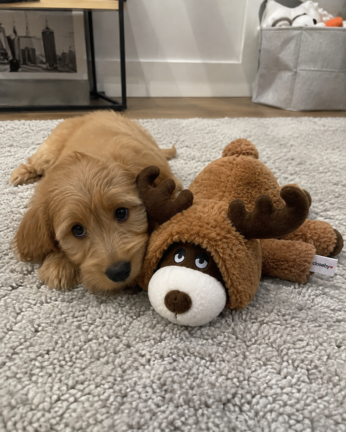 Cockapoo puppy lying next to the CloseBy moose plush
