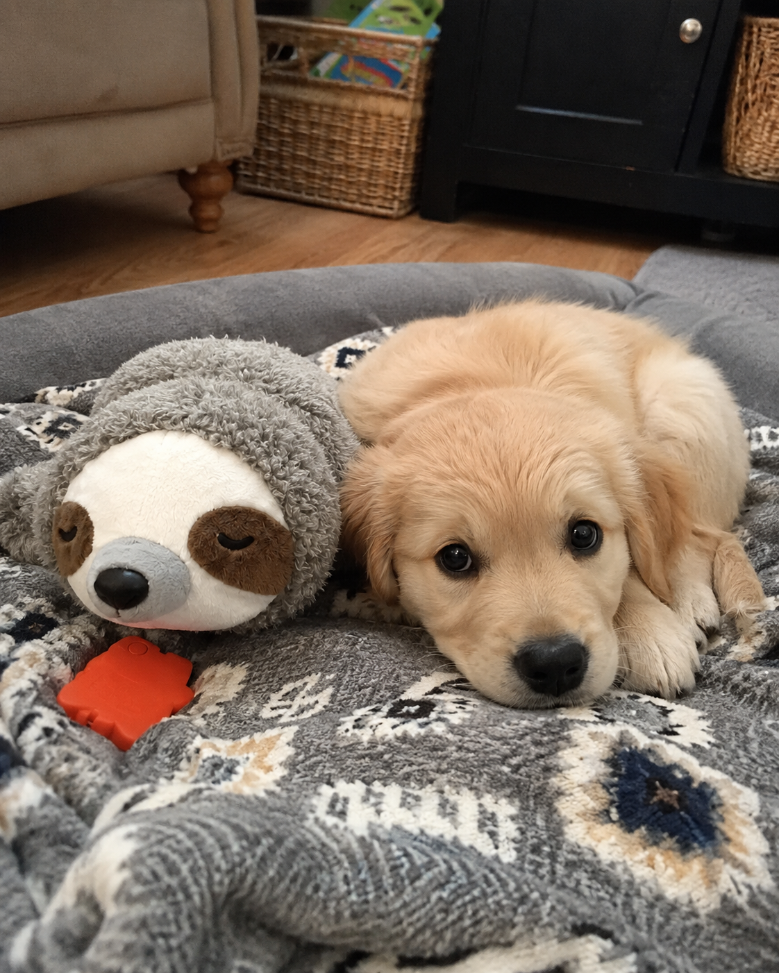 Golden retriever puppy resting beside the CloseBy sloth plush and orange heart