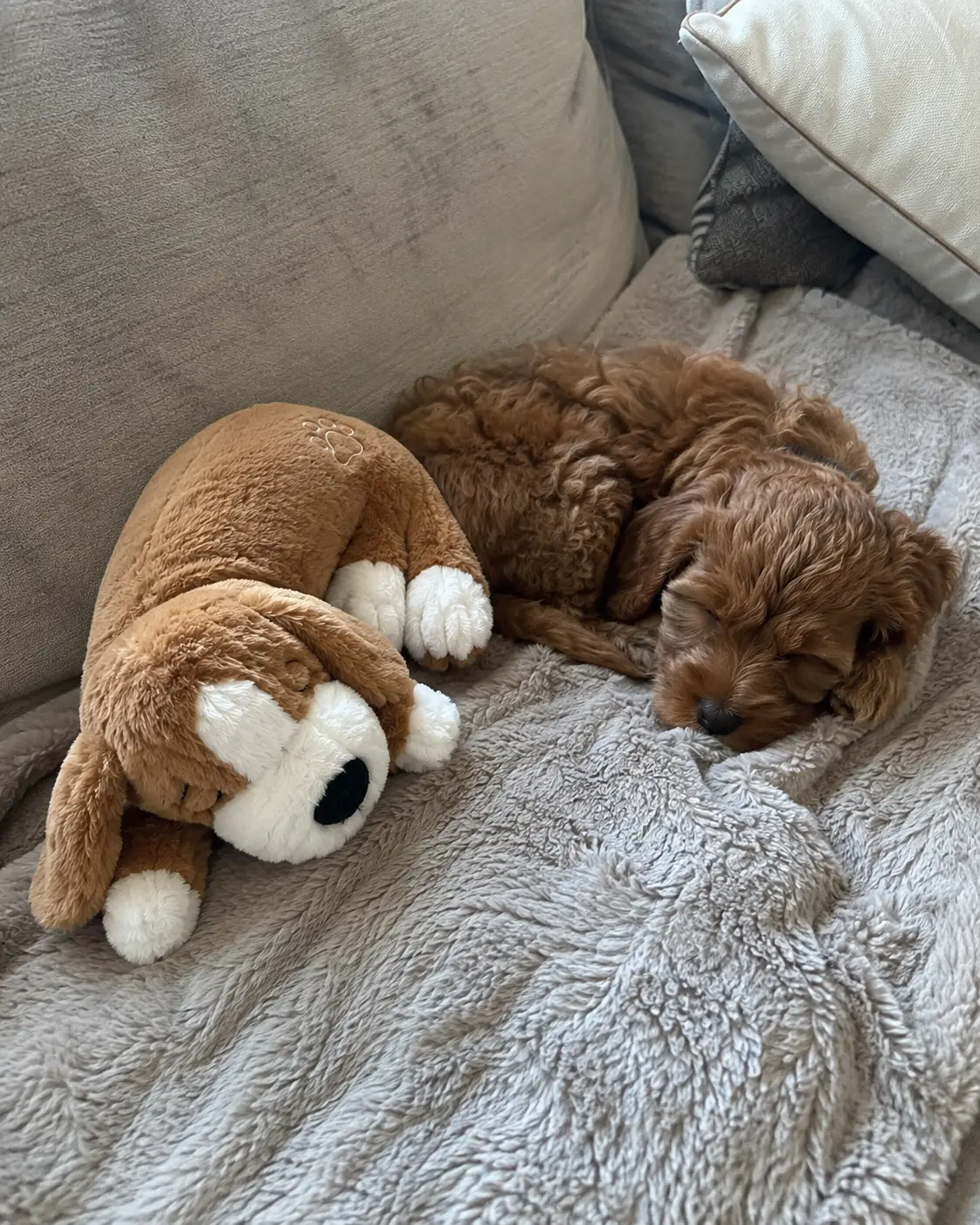 Cavapoo puppy sleeping on a blanket next to the CloseBy puppy plush