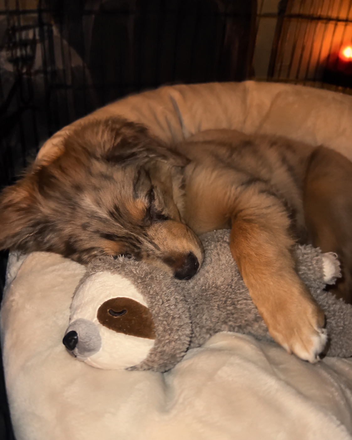 Australian shepherd puppy asleep on the CloseBy sloth plush